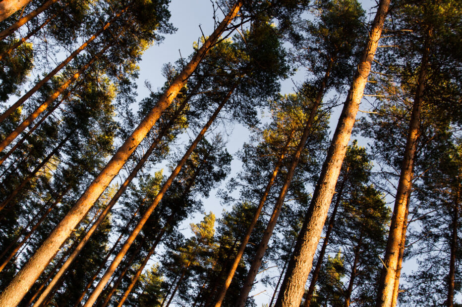 Testikuva mäntymetsä