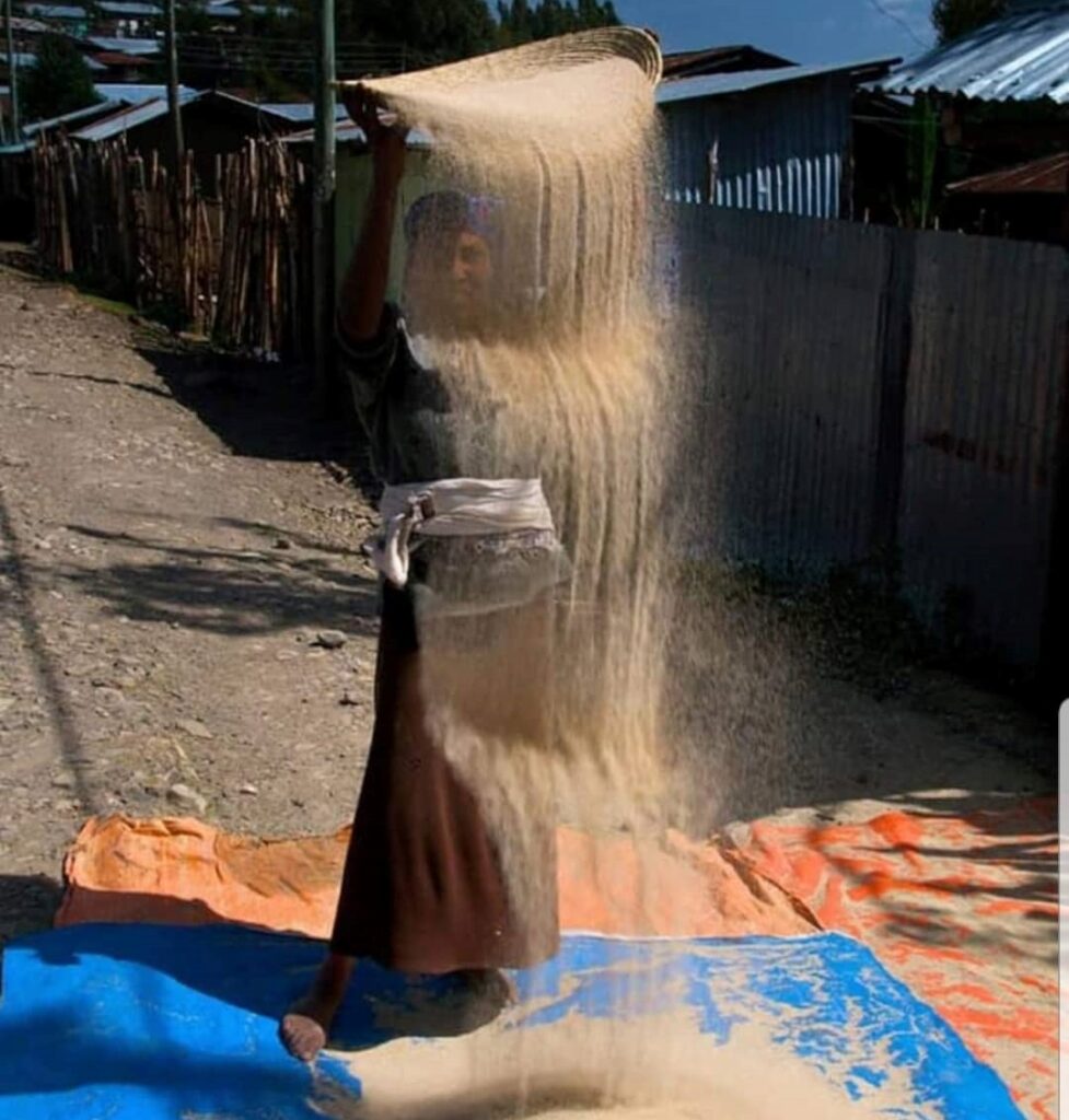 Teff viljan läpikäynti