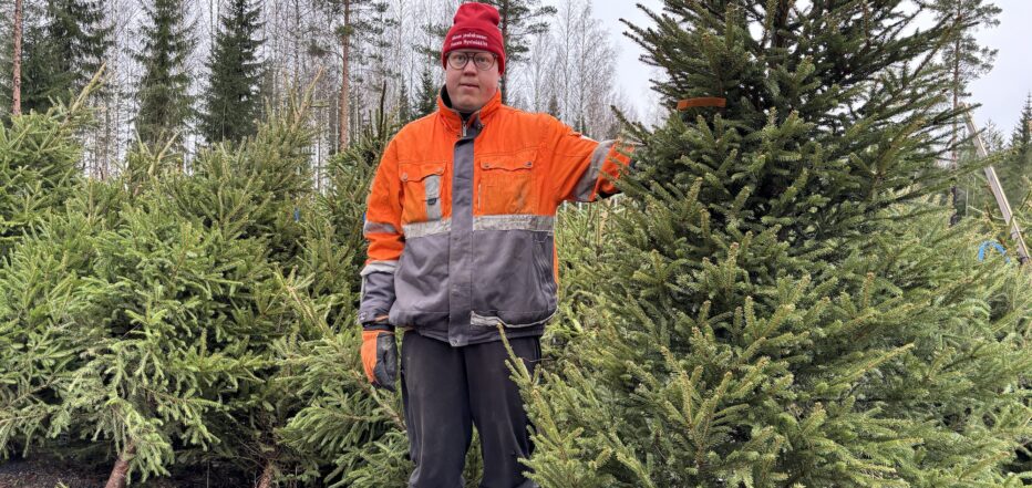 Akseli Toikka kertoo, muten hoidat joulukuusta oikein